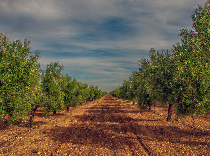 olivos bodegas el mesto jaen