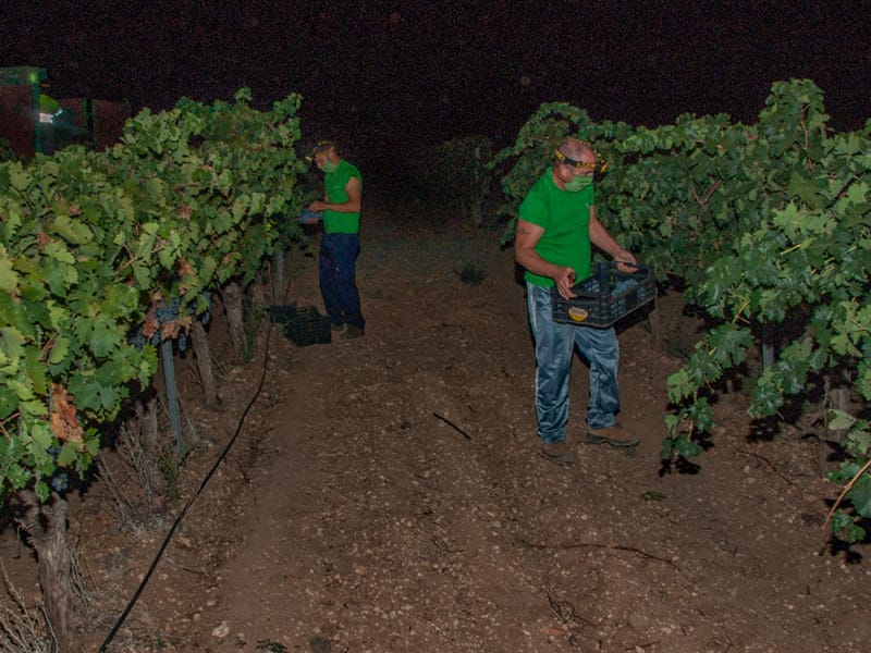 vendimia nocturna bodegas el mesto 01